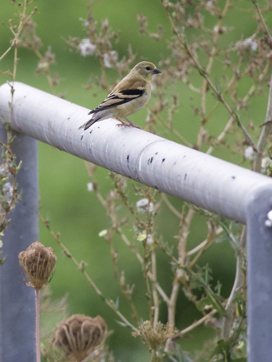 American Goldfinch - ML646404555