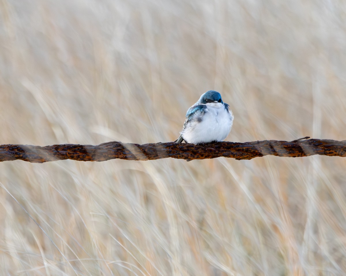 Tree Swallow - ML646404557