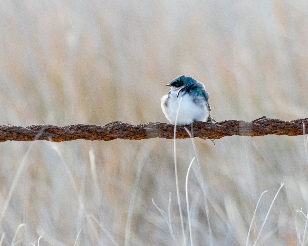 Tree Swallow - ML646404558