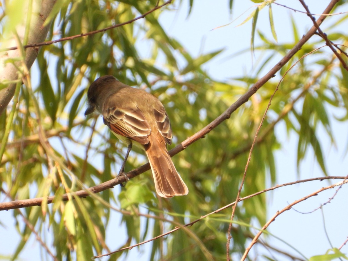 Brown-crested Flycatcher - ML646404559