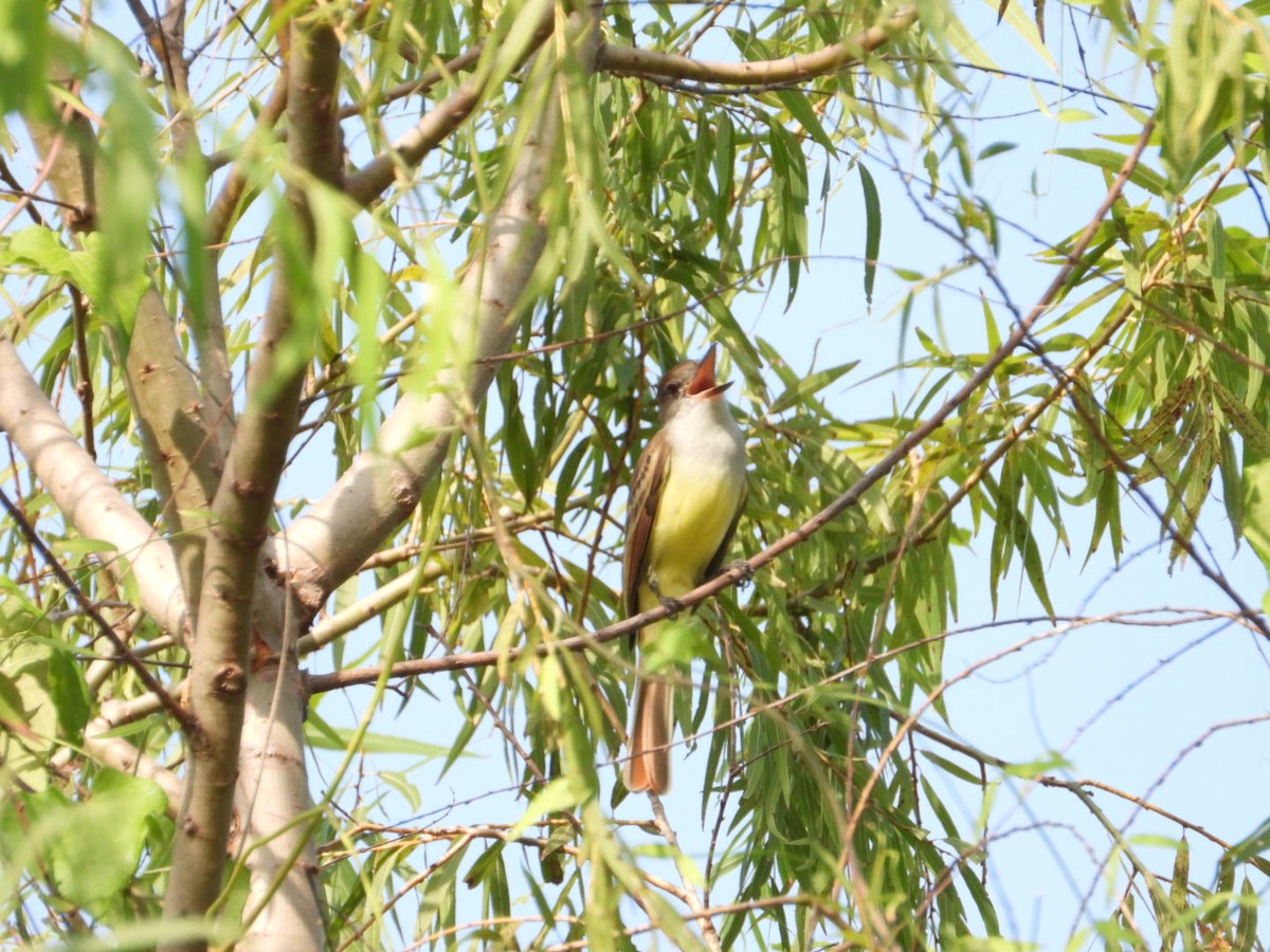 Brown-crested Flycatcher - ML646404560