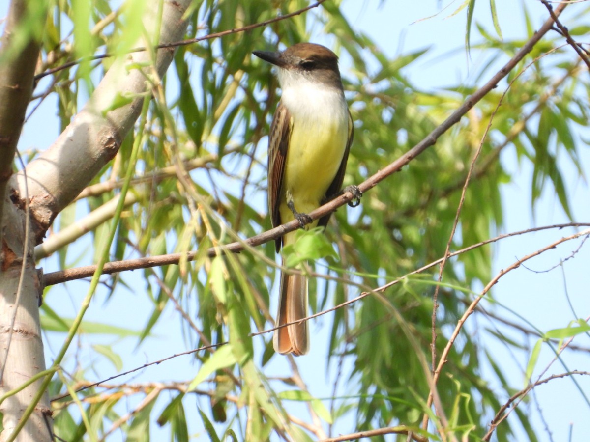Brown-crested Flycatcher - ML646404561
