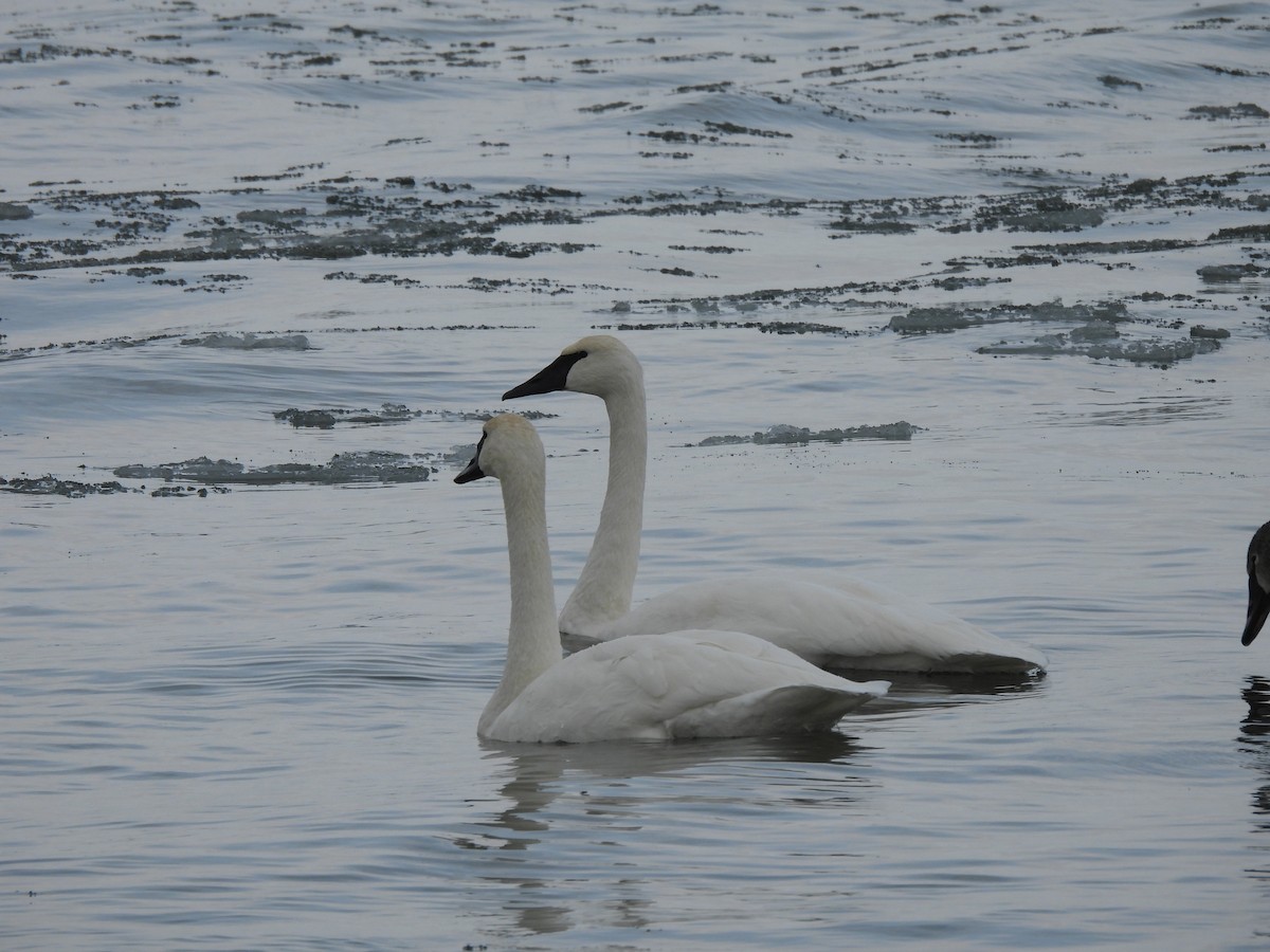 labuť trubač - ML646404563