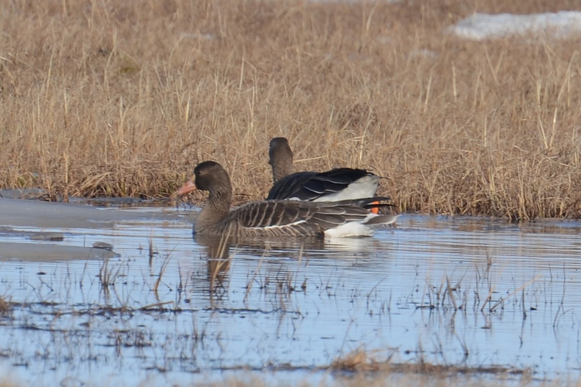 Greater White-fronted Goose (Western) - ML646404564