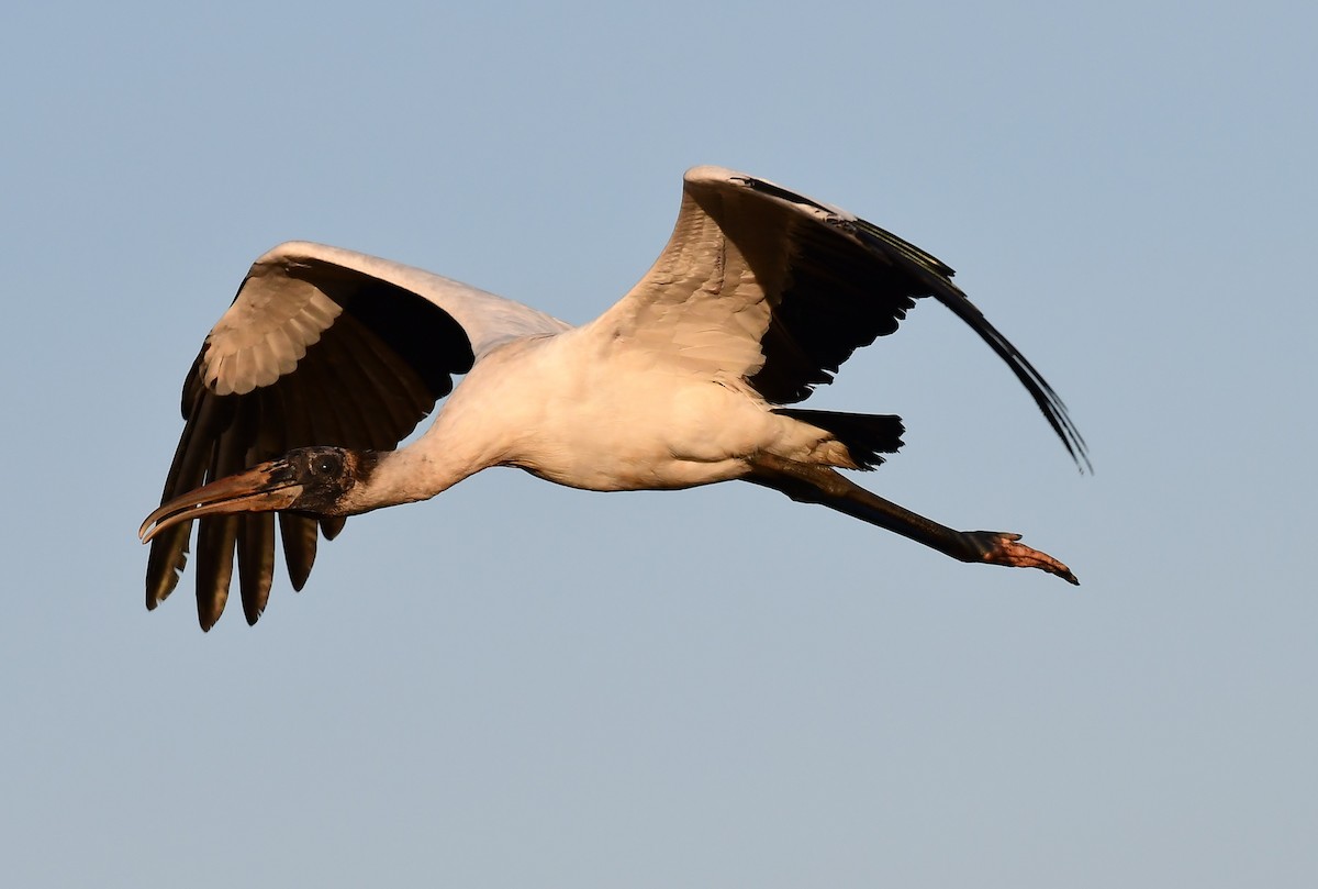 Wood Stork - ML646404565