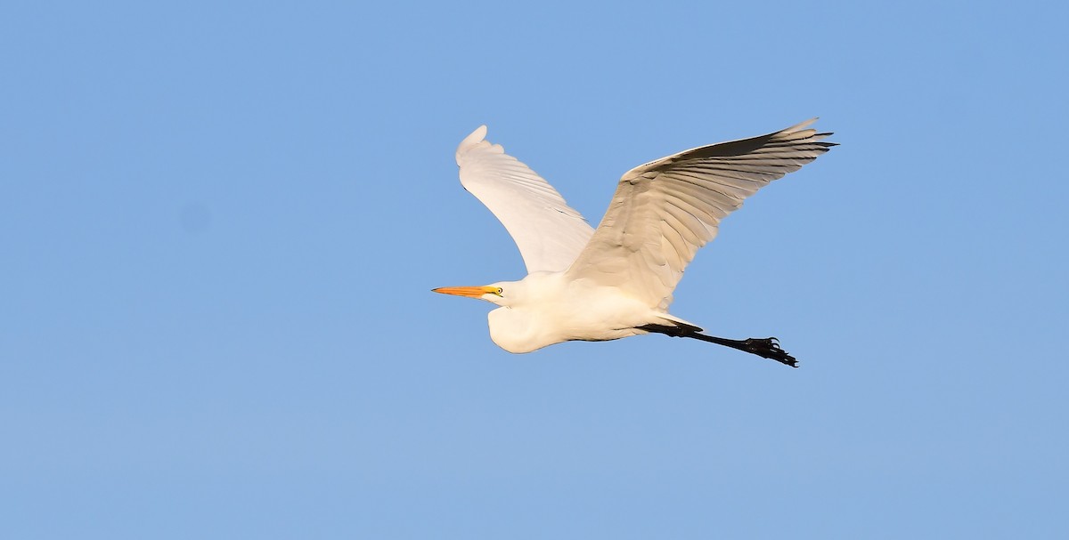 Great Egret - ML646404570