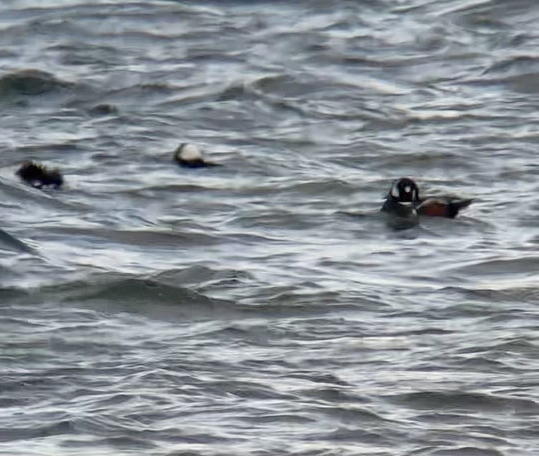 kačka strakatá - ML646404571