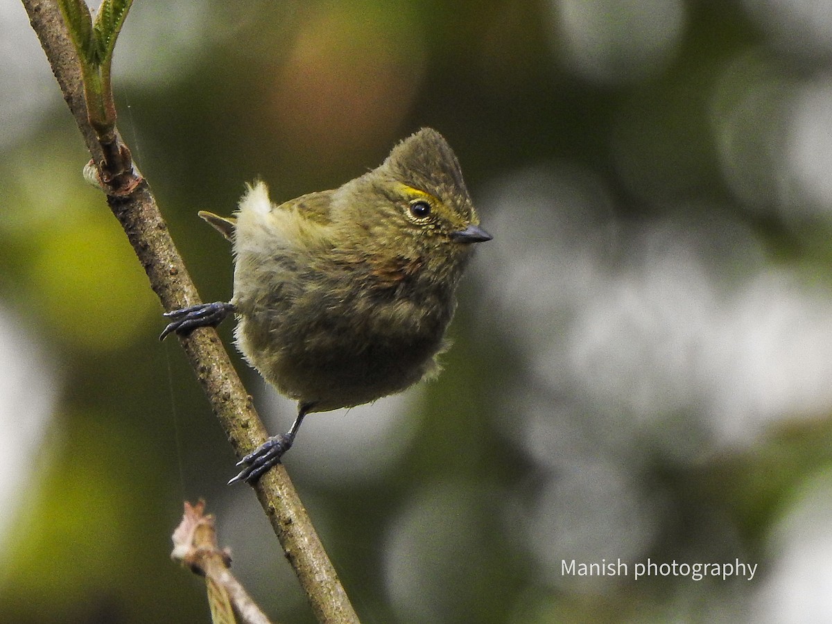 Mésange modeste - ML646404572