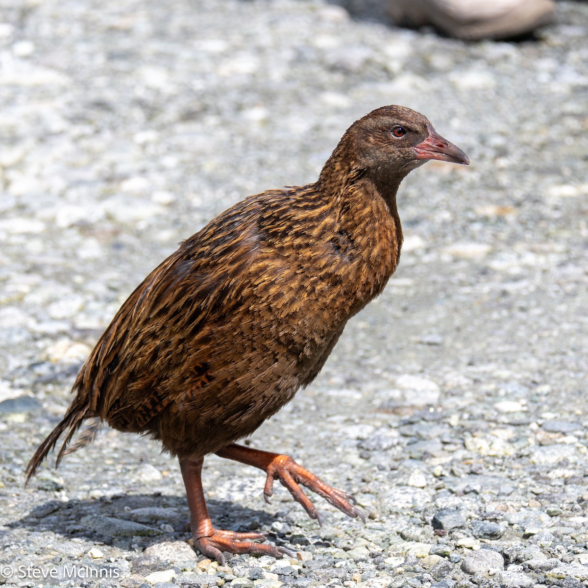 chřástal weka - ML646404573