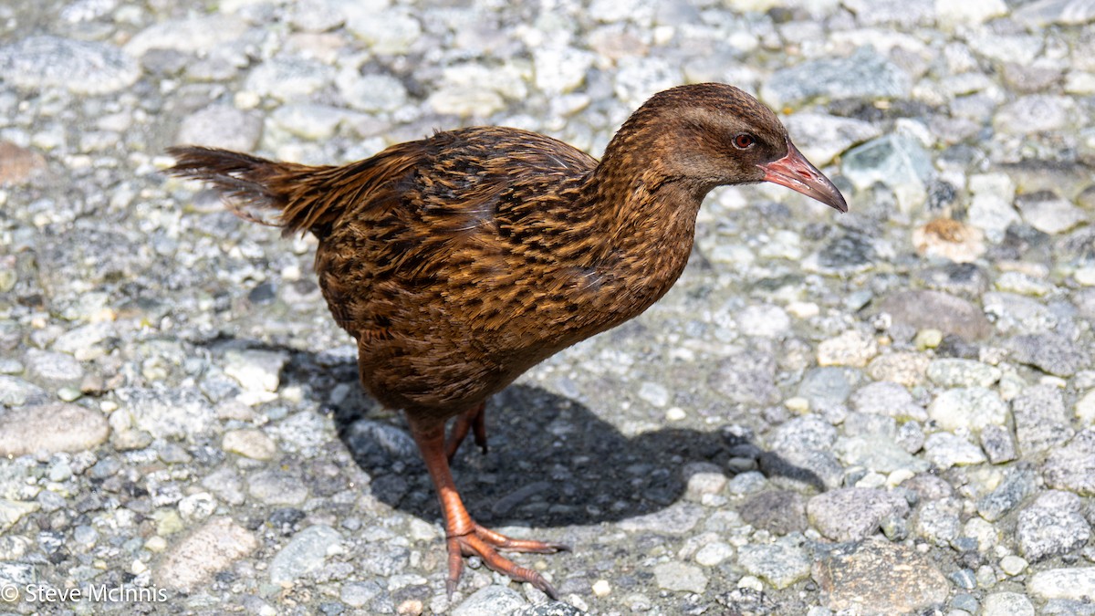 chřástal weka - ML646404574