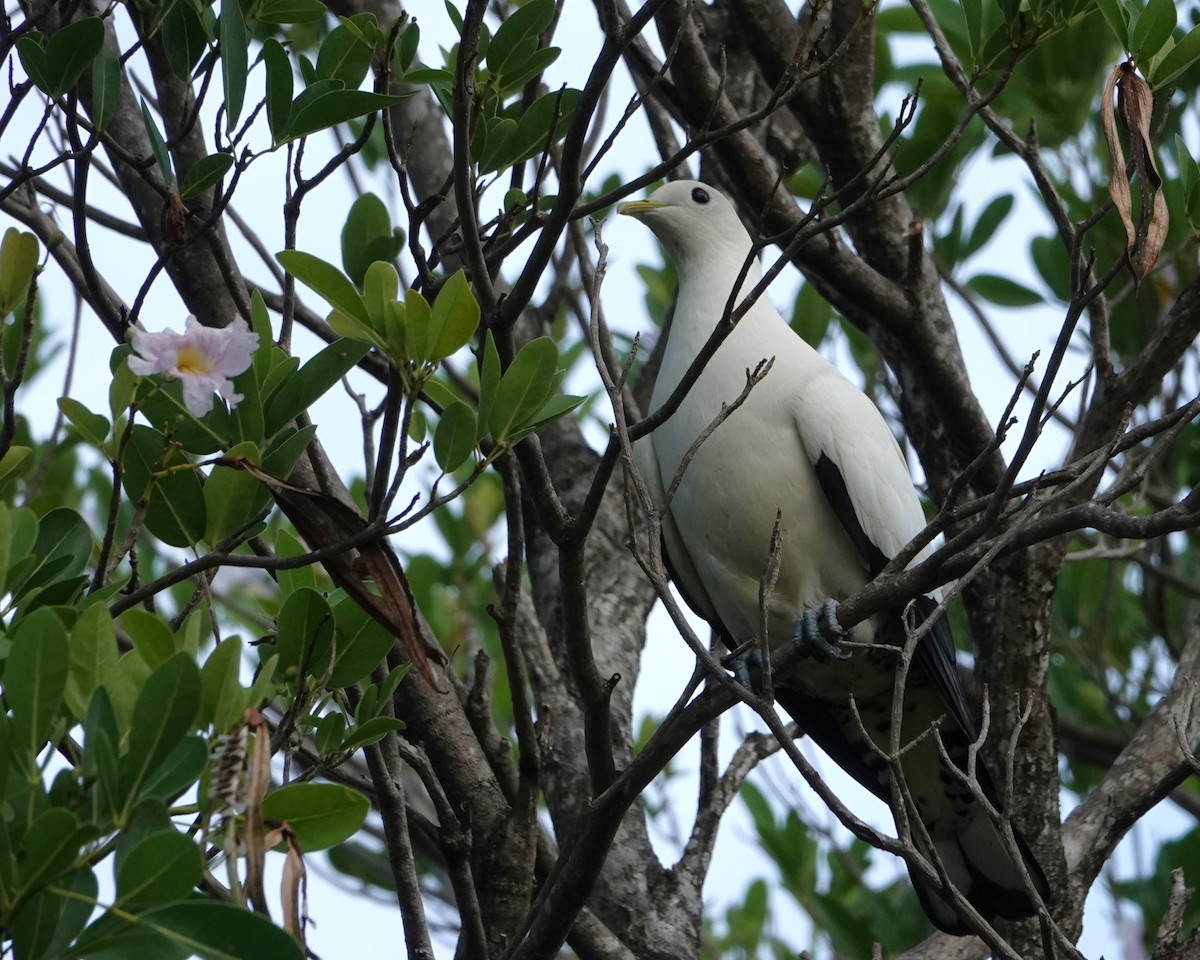 holub pobřežní - ML646404575