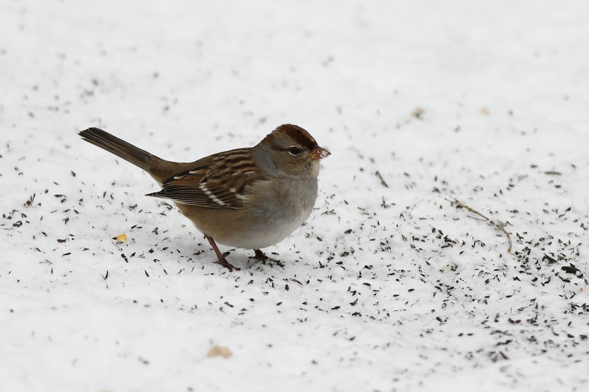 White-crowned Sparrow - ML646404576
