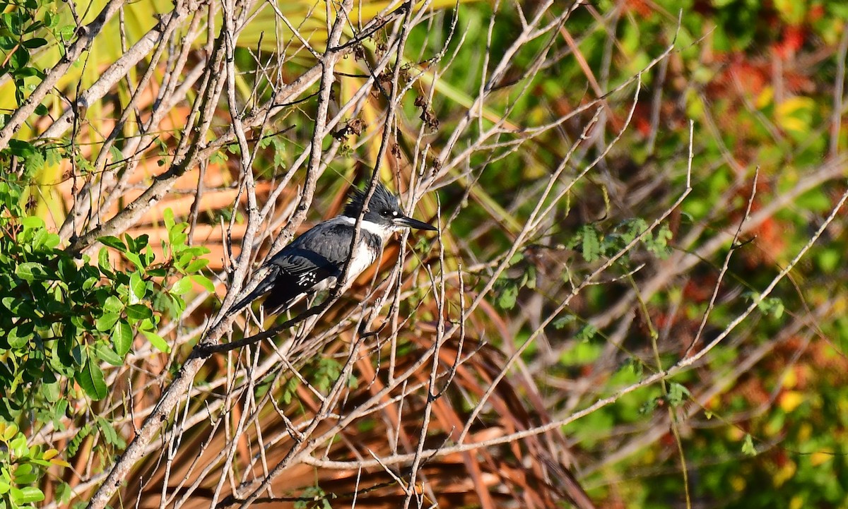 Belted Kingfisher - ML646404579