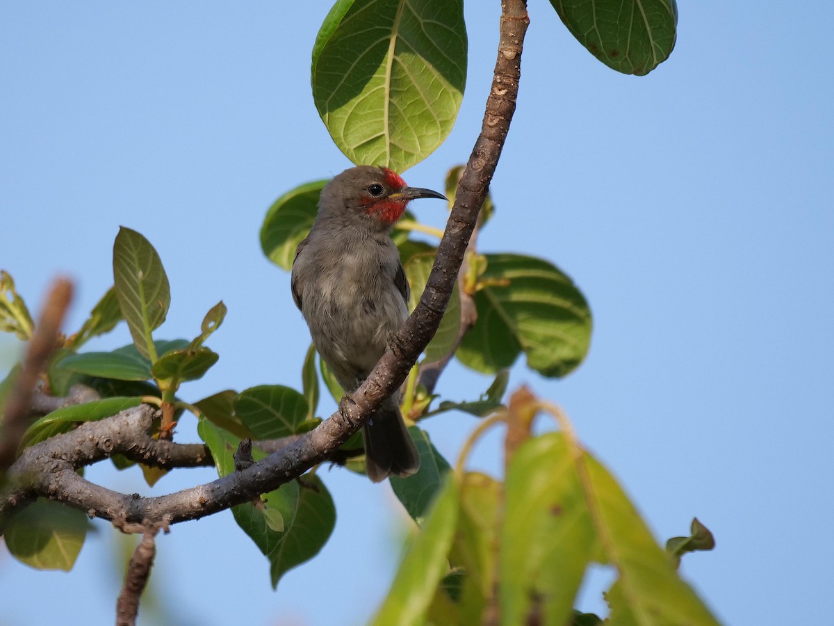 Red-headed Myzomela - ML646404581