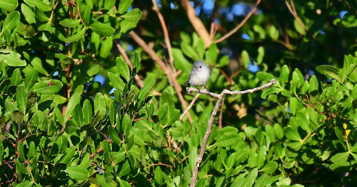 Комароловка сиза - ML646404582