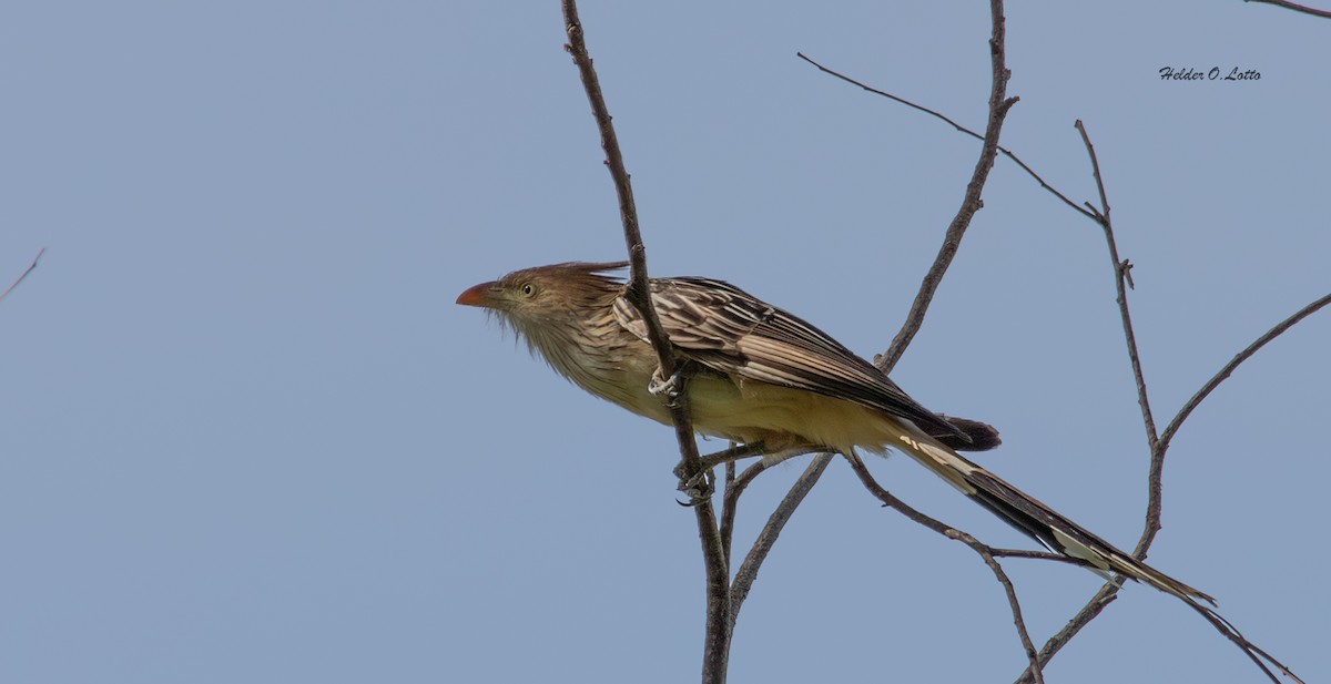Guira Cuckoo - ML646404583