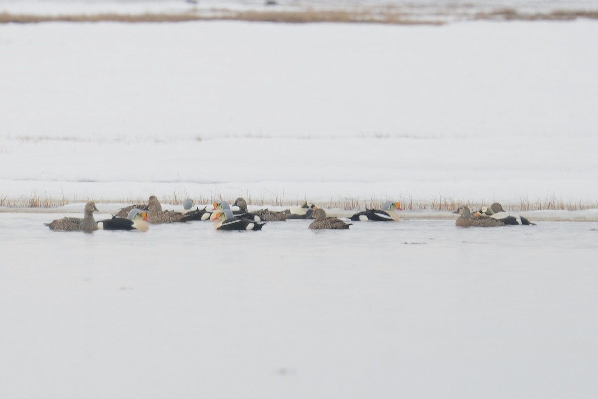 King Eider - ML646404591