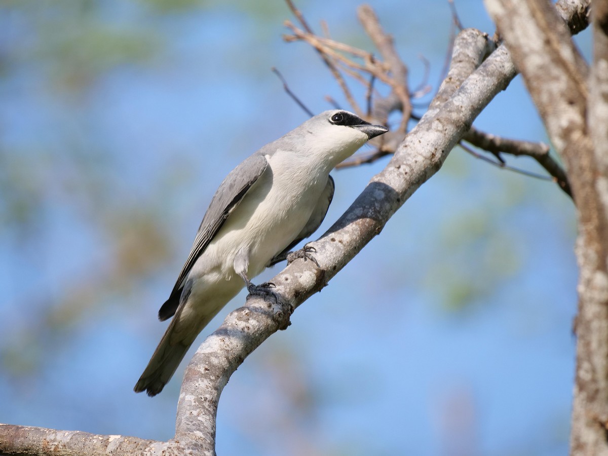White-bellied Cuckooshrike - ML646404592