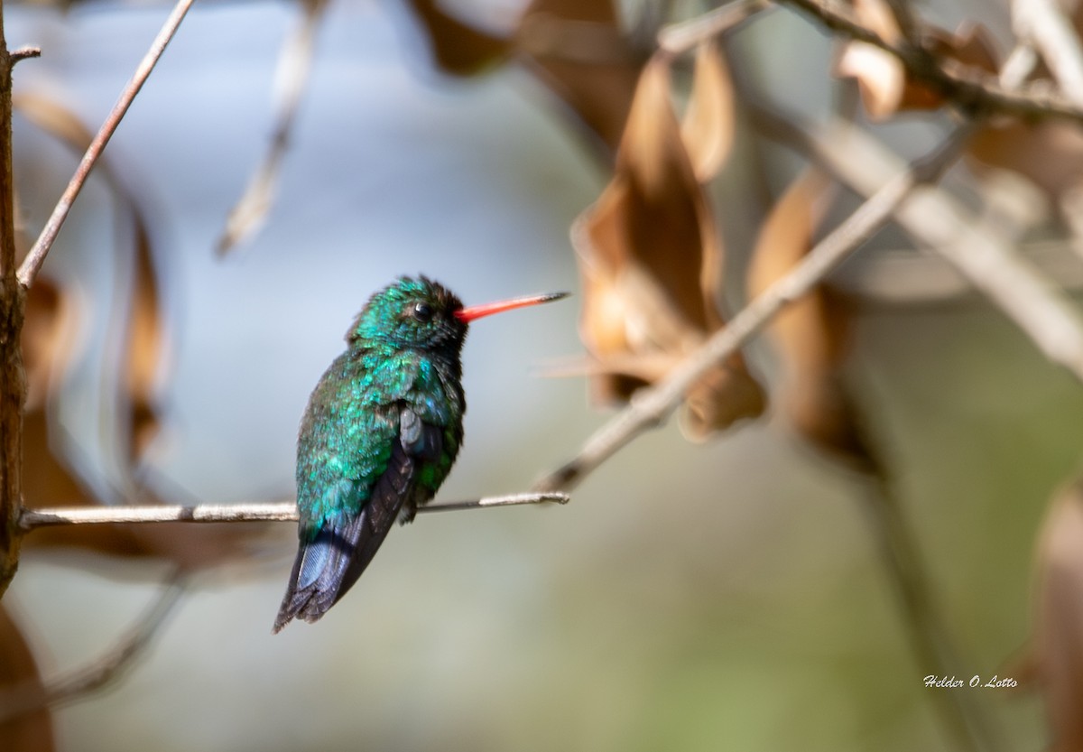 Glittering-bellied Emerald - ML646404594