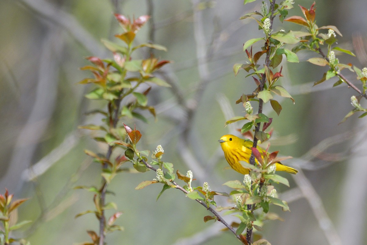 Northern Yellow Warbler - ML646404595