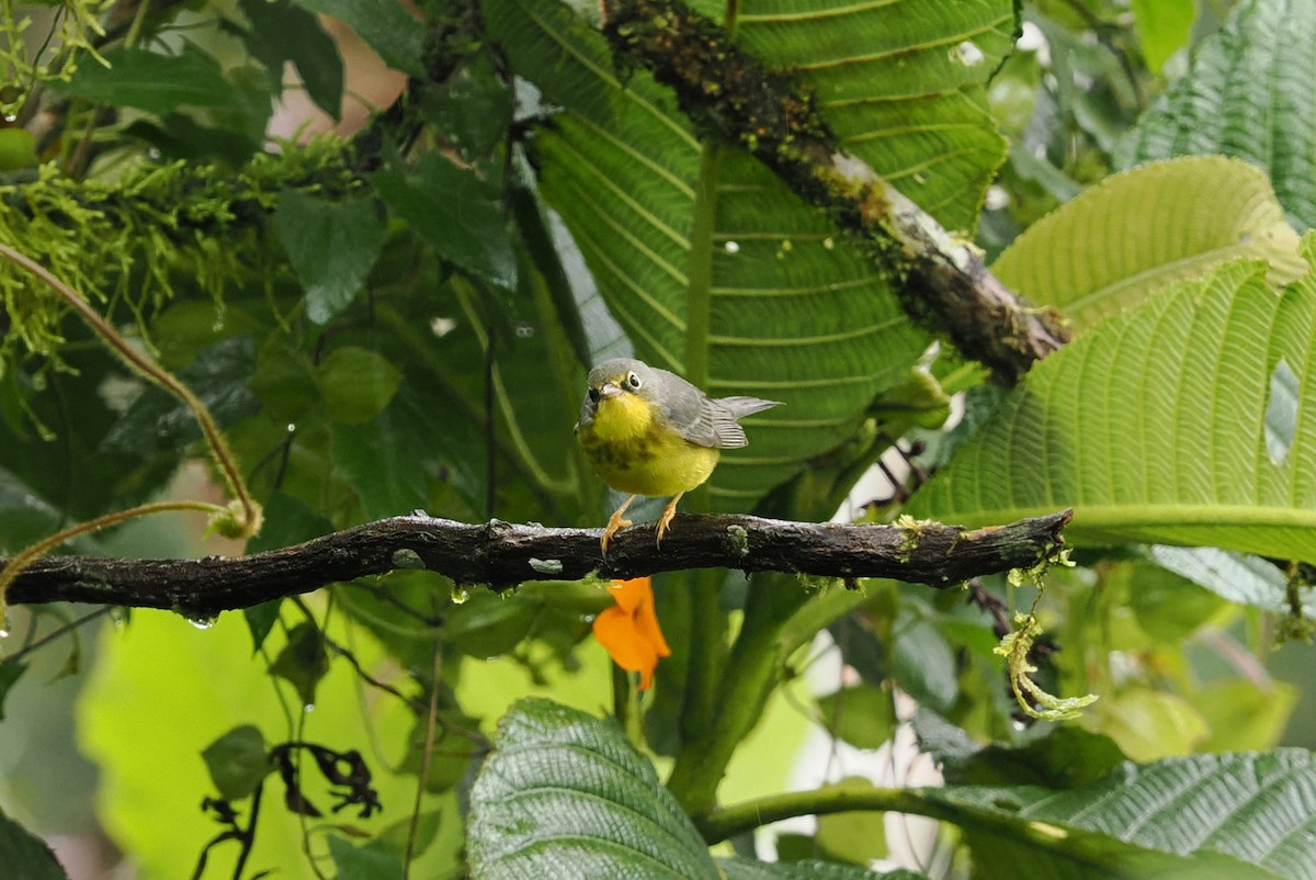 Канадская вильсония - ML646404596