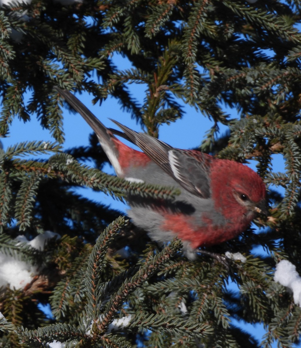 ギンザンマシコ - ML646404597