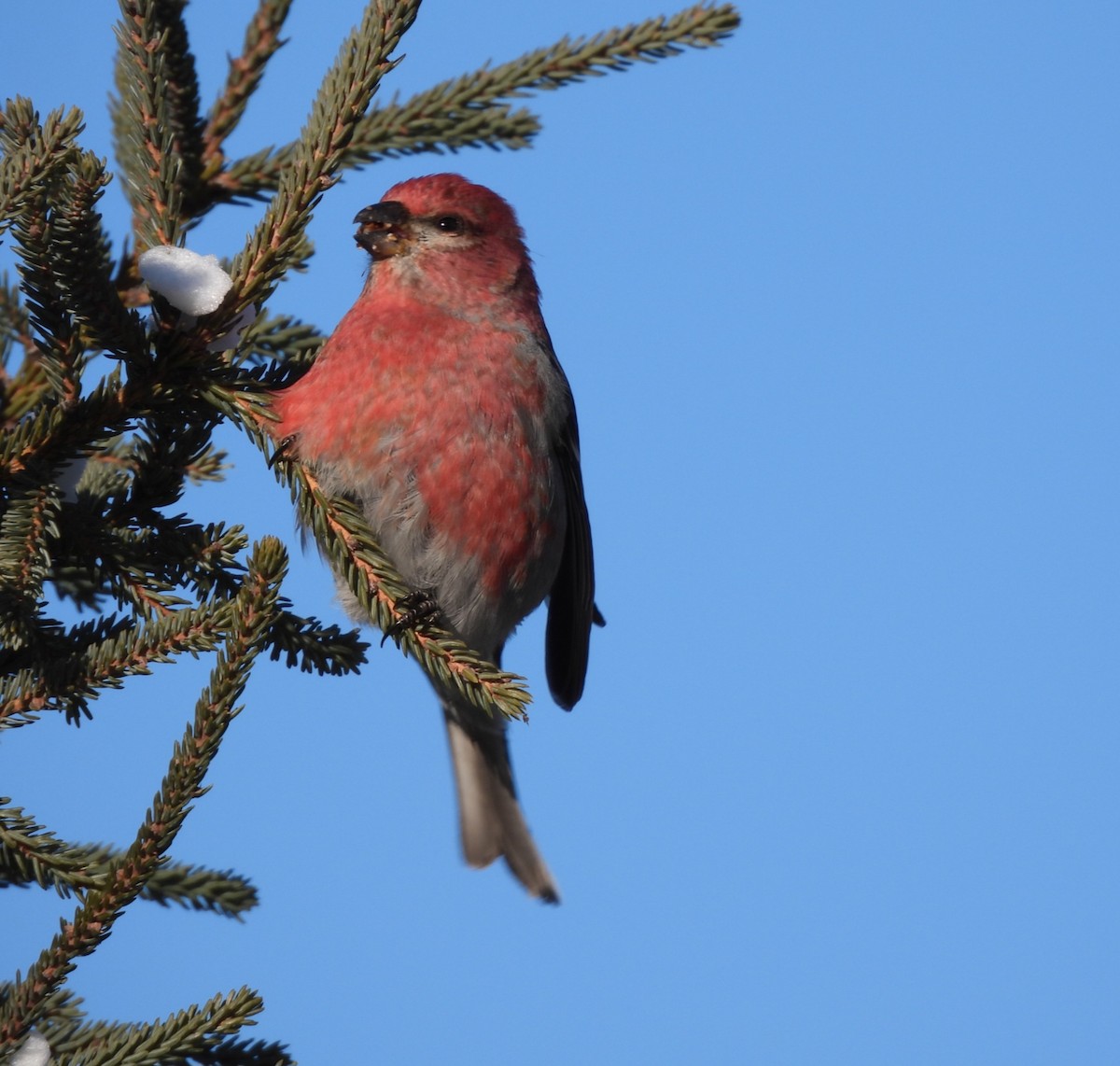 ギンザンマシコ - ML646404598