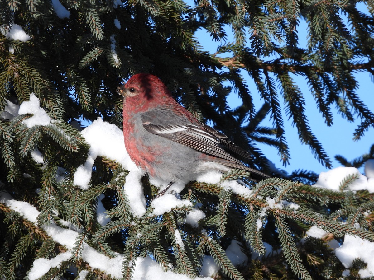 ギンザンマシコ - ML646404599