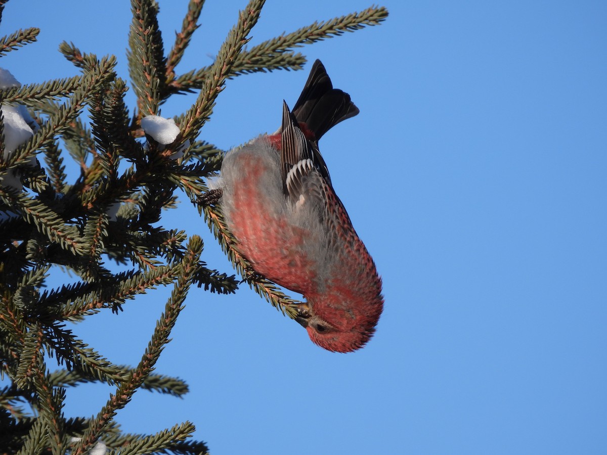 ギンザンマシコ - ML646404600