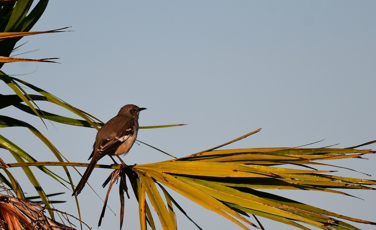 Northern Mockingbird - ML646404602