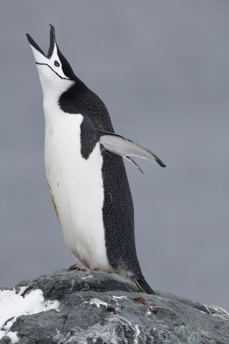 Chinstrap Penguin - ML646404609