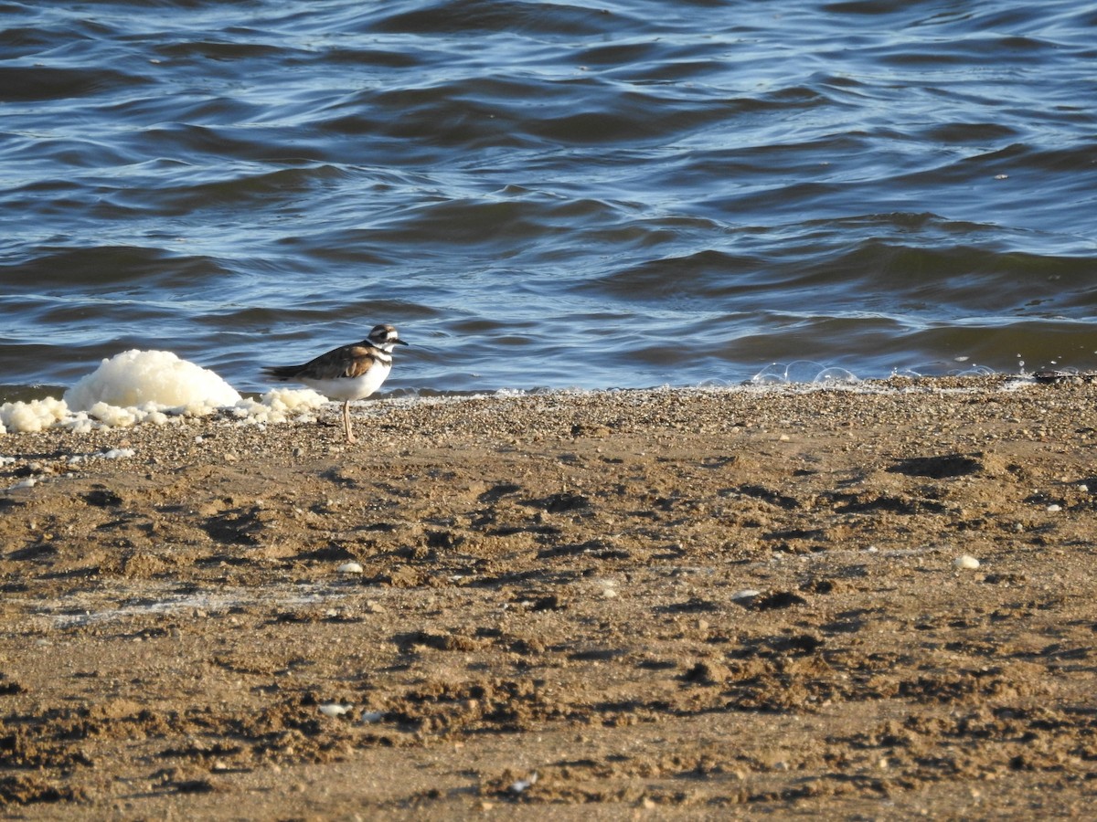 Killdeer - Rick Luehrs