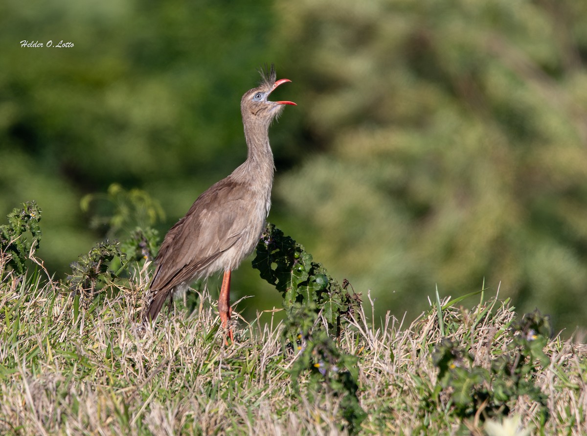 Red-legged Seriema - ML646404611