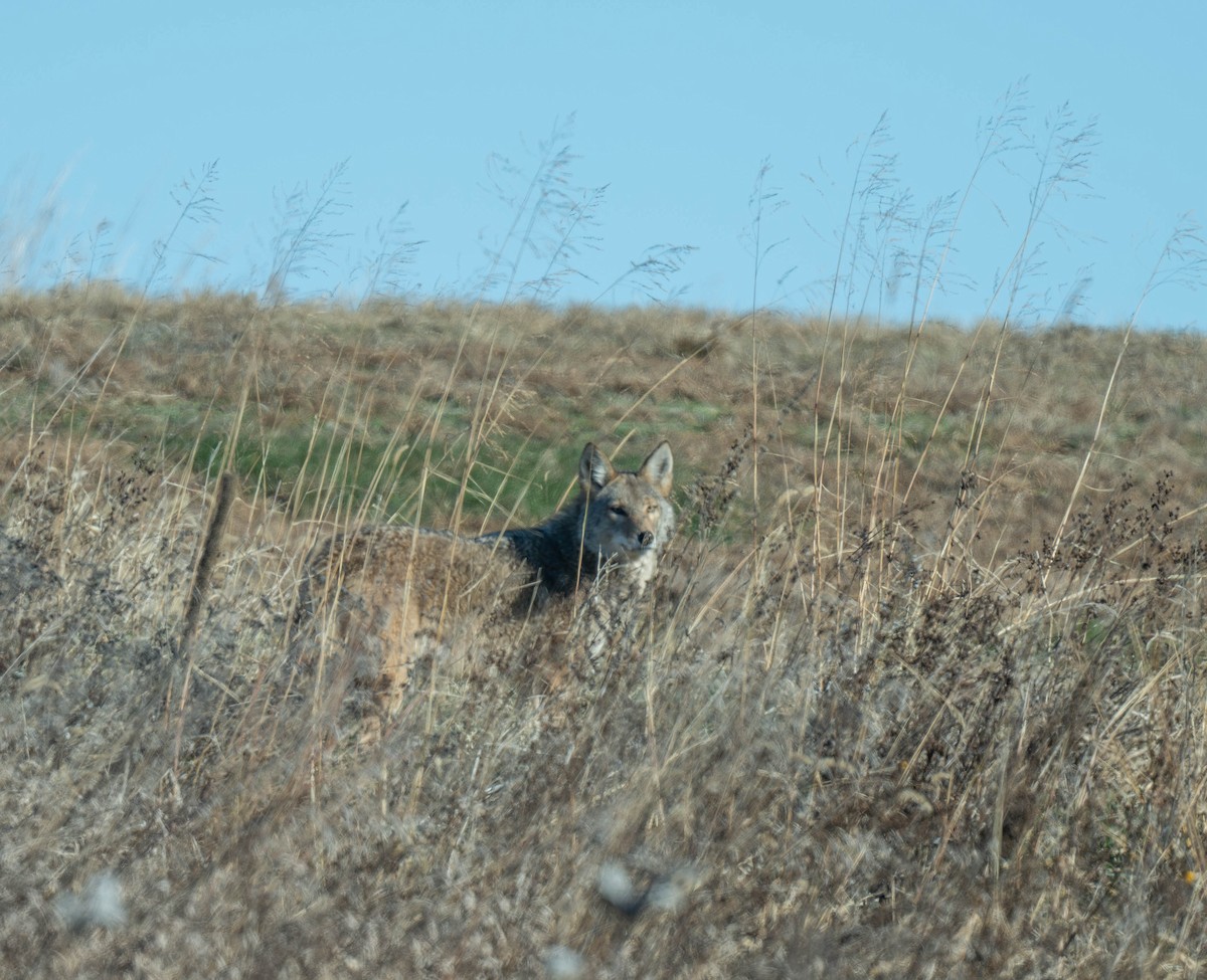 Animals - ML646404612