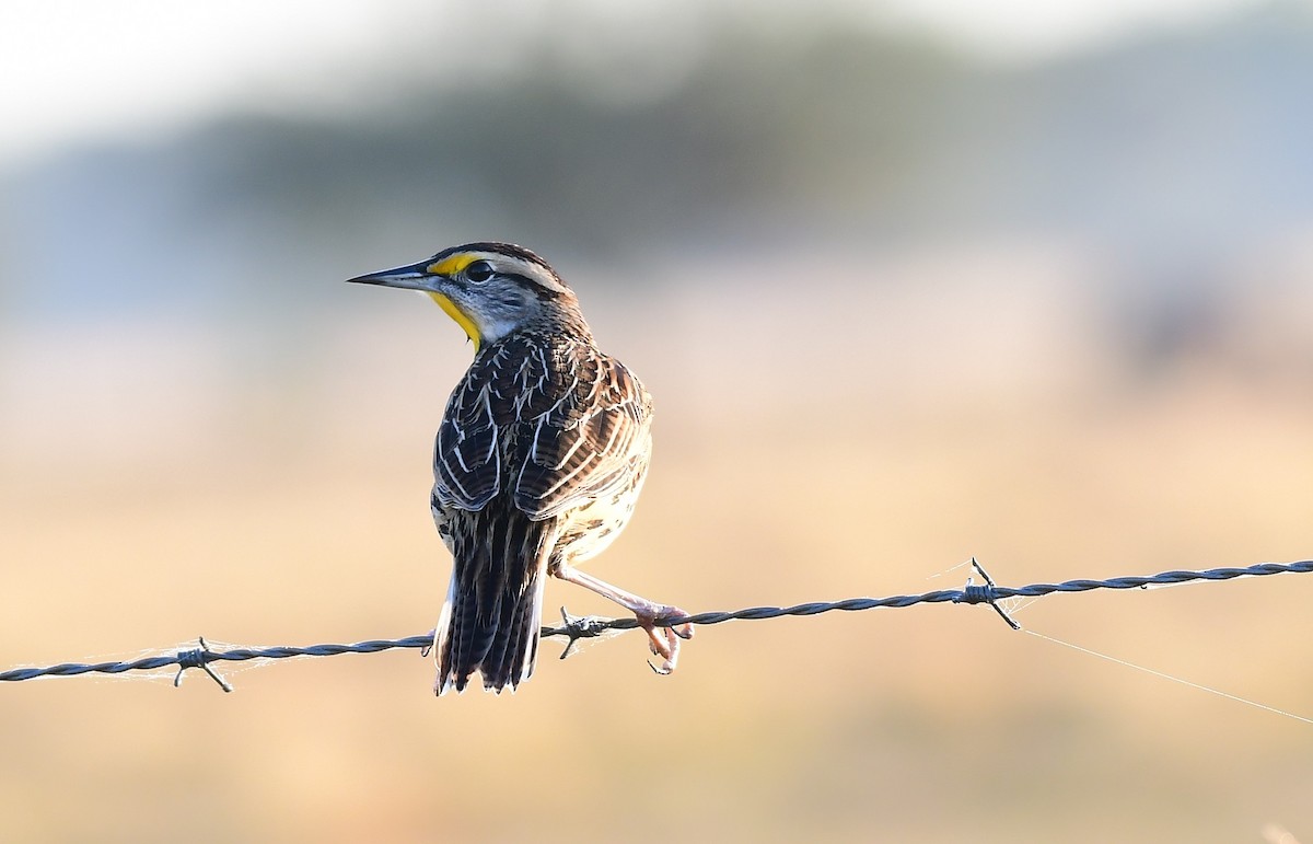 Eastern Meadowlark - ML646404614