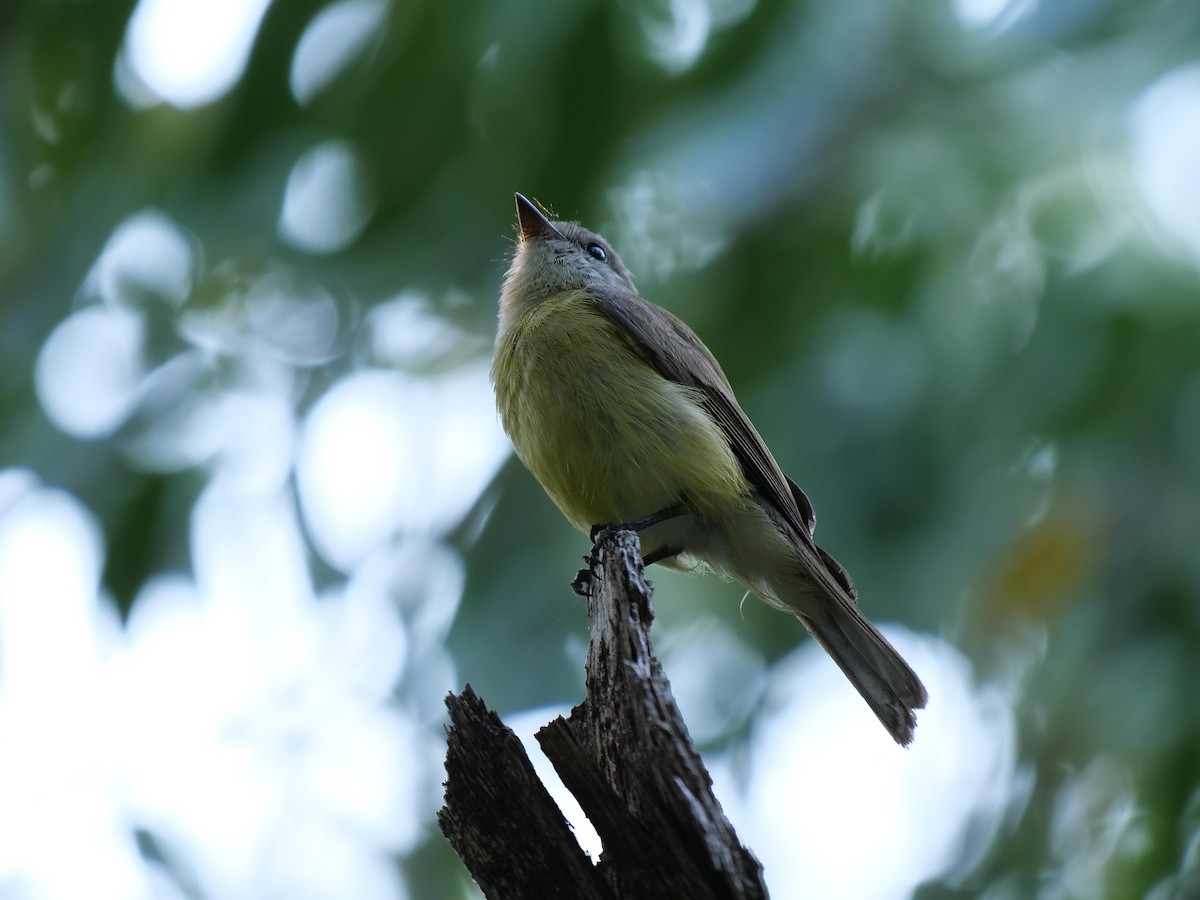 Lemon-bellied Flyrobin - ML646404615