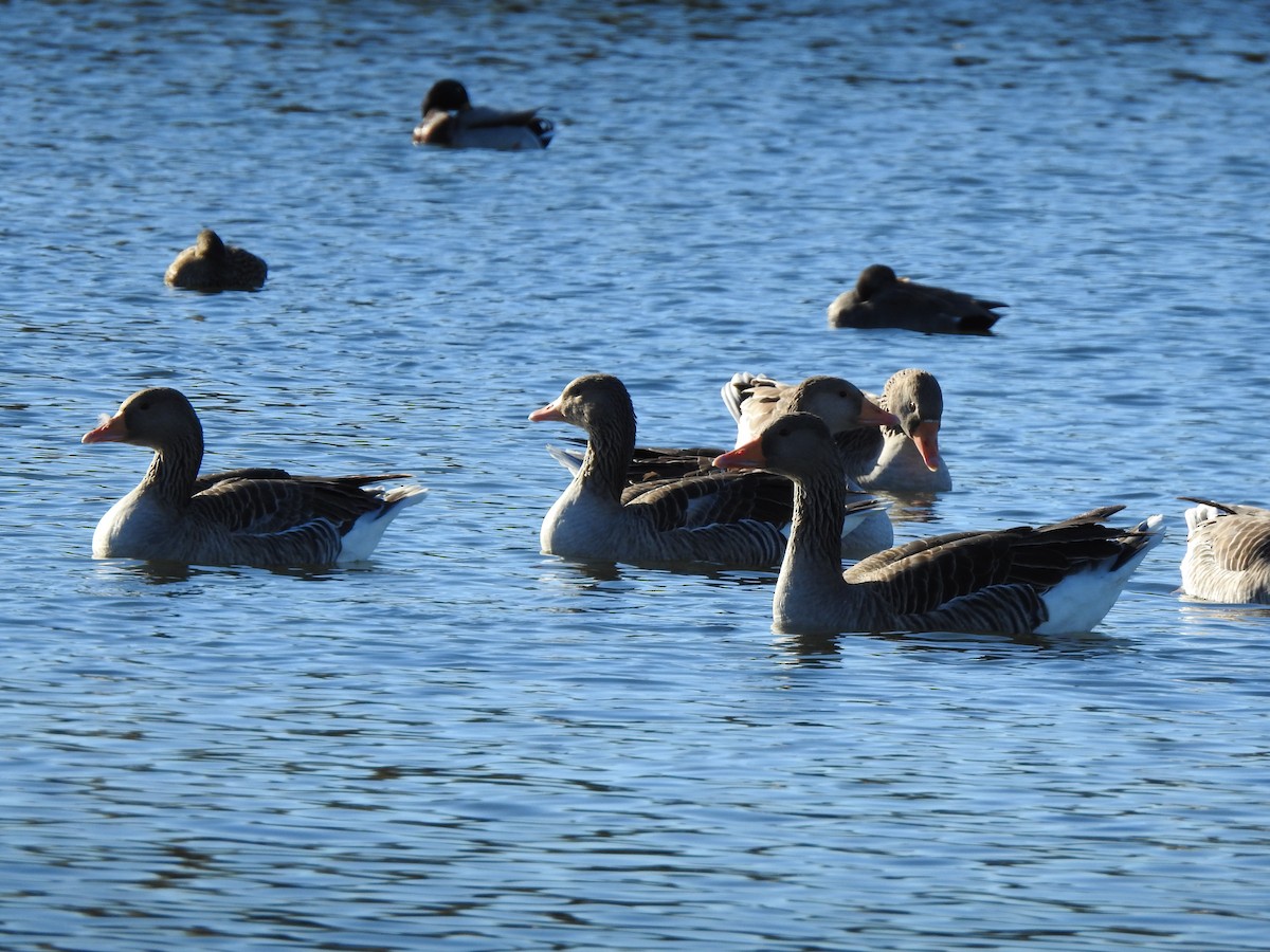 Graylag Goose - ML646404616