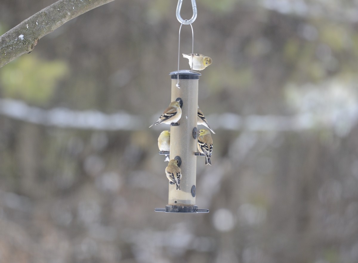 American Goldfinch - ML646404619