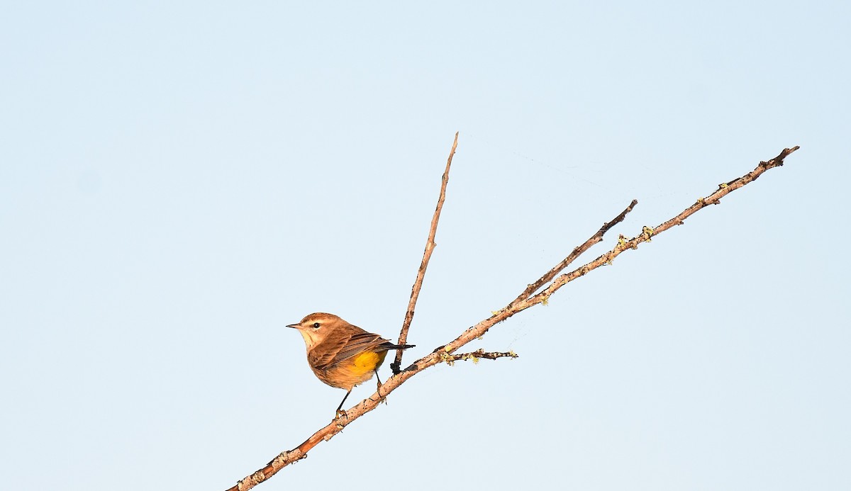Palm Warbler - ML646404620