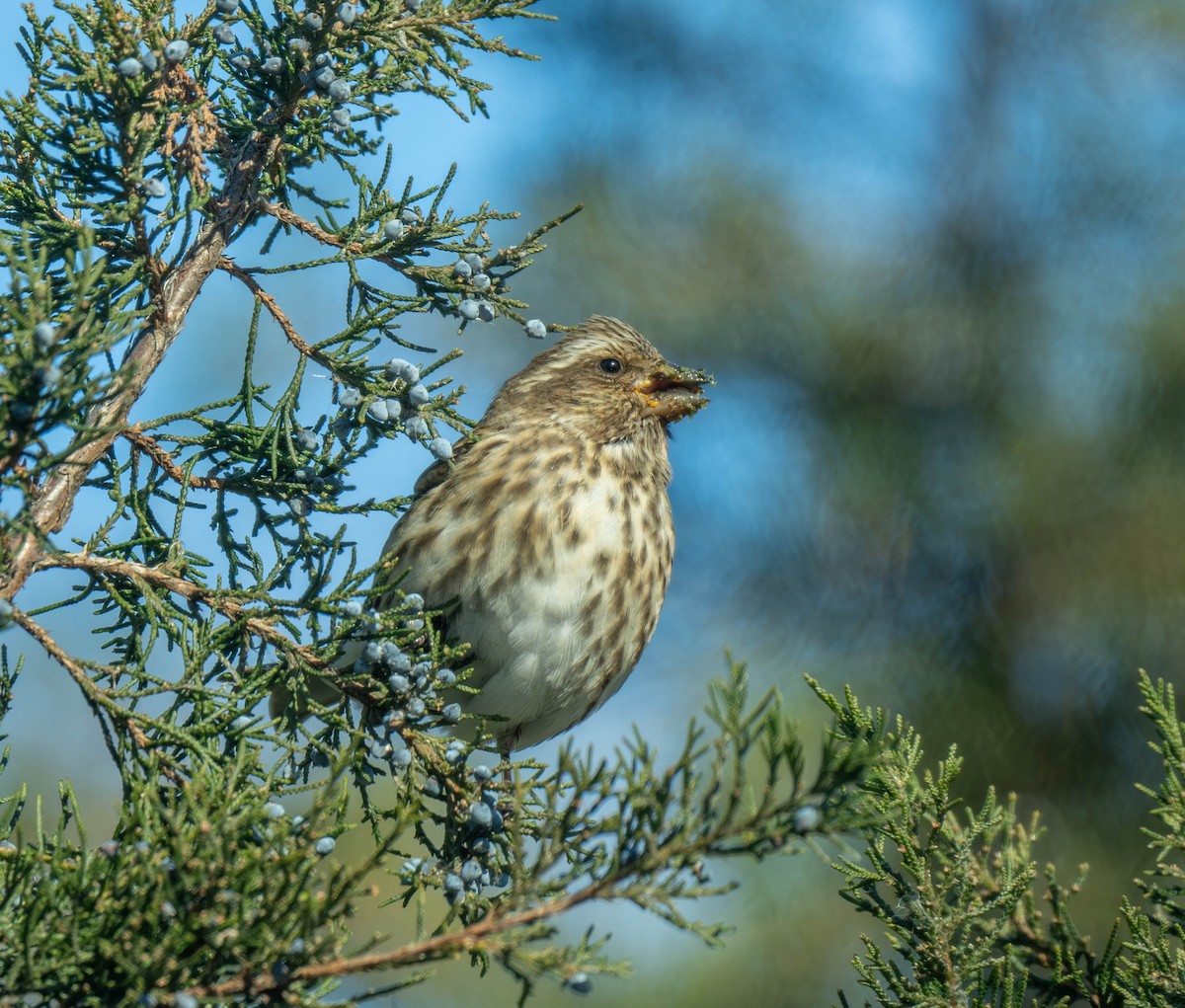 Amerika Çütresi - ML646404621