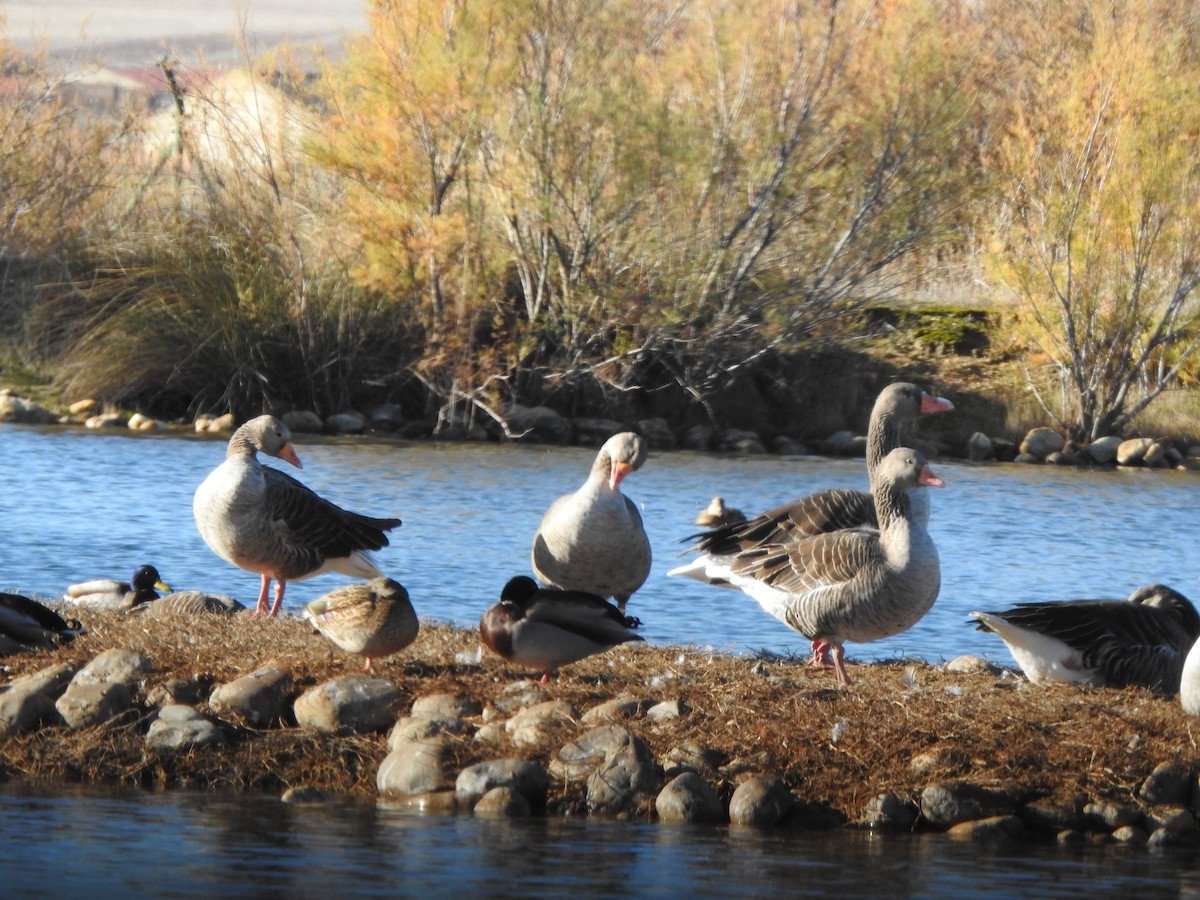 Graylag Goose - ML646404623