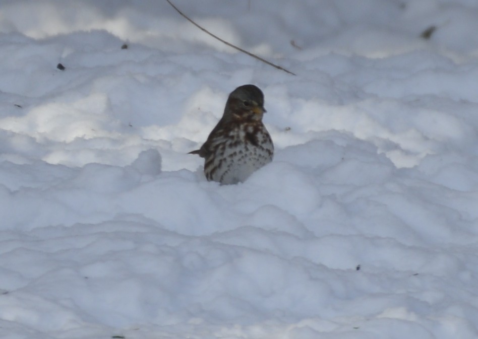 Fox Sparrow - ML646404624