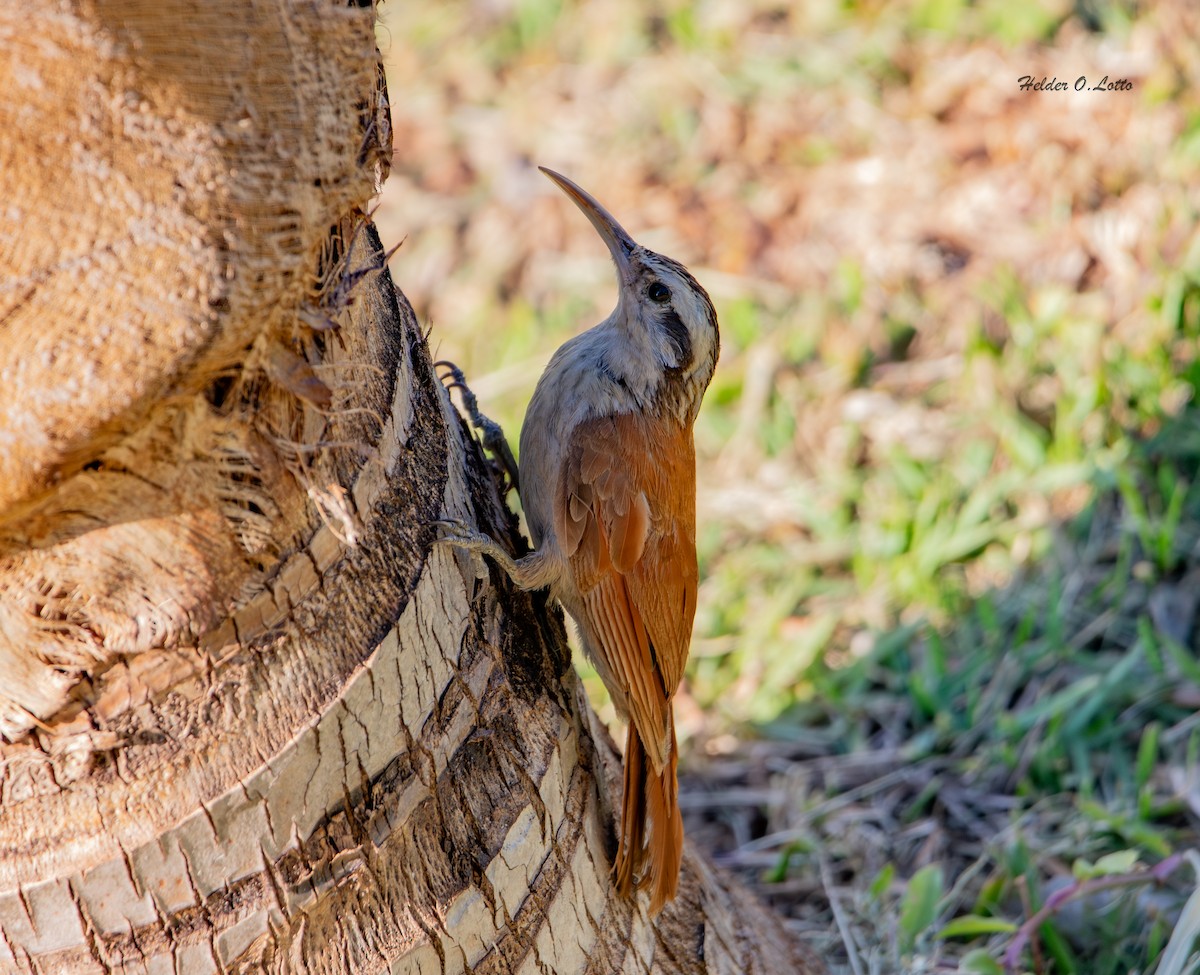 Narrow-billed Woodcreeper - ML646404625