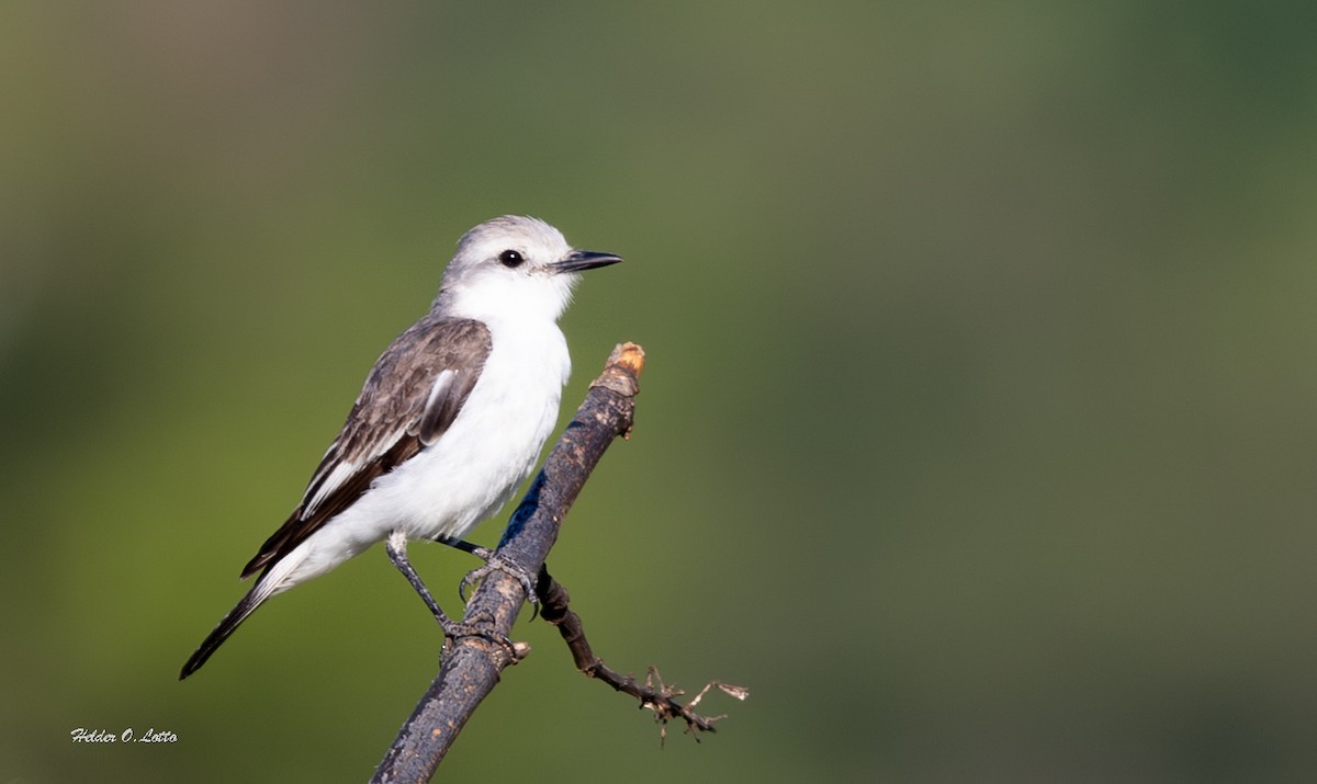 White-rumped Monjita - ML646404627
