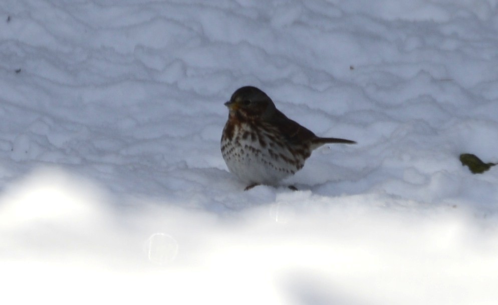 Fox Sparrow - ML646404632