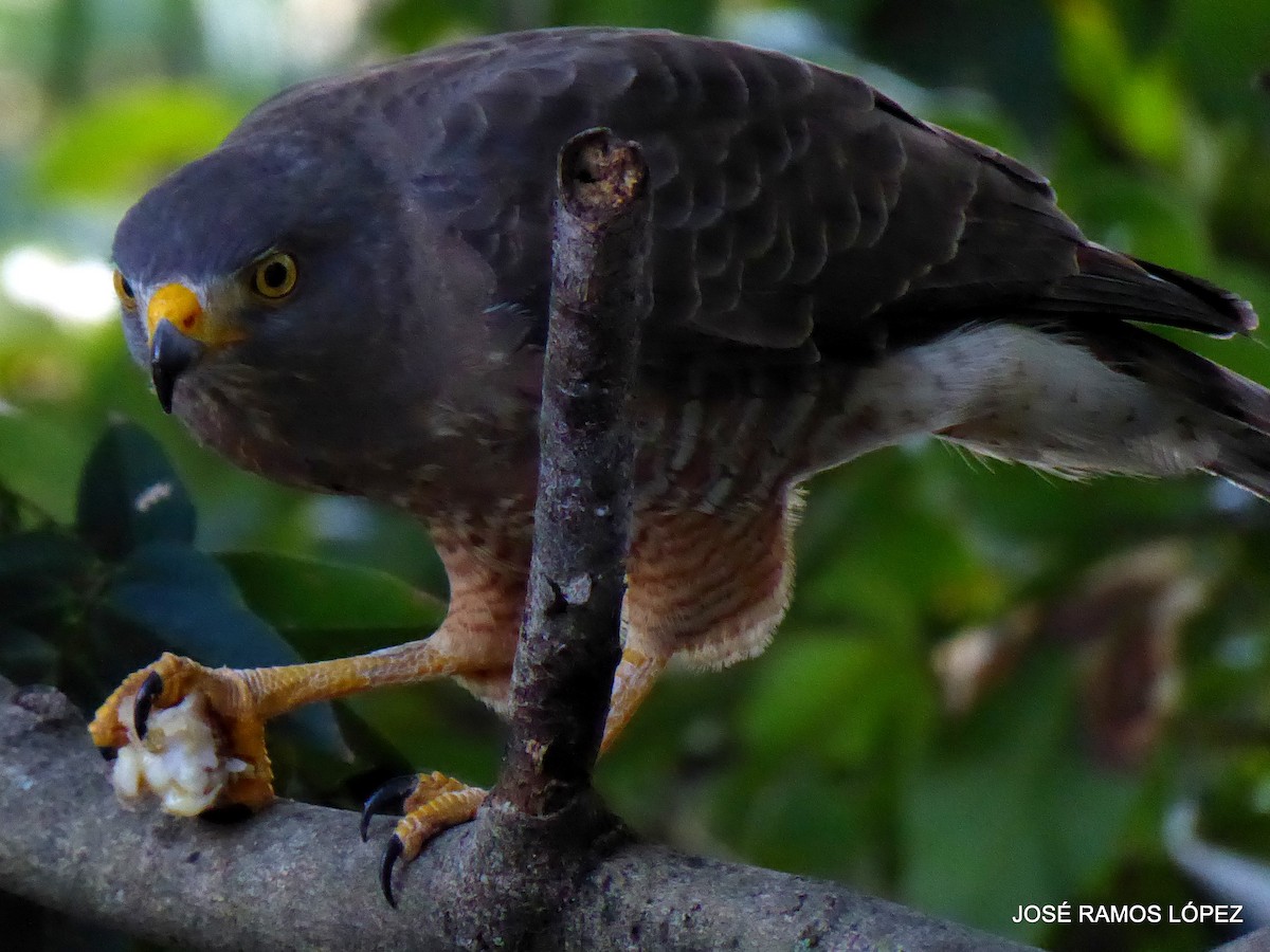 Yol Şahini - ML646404633