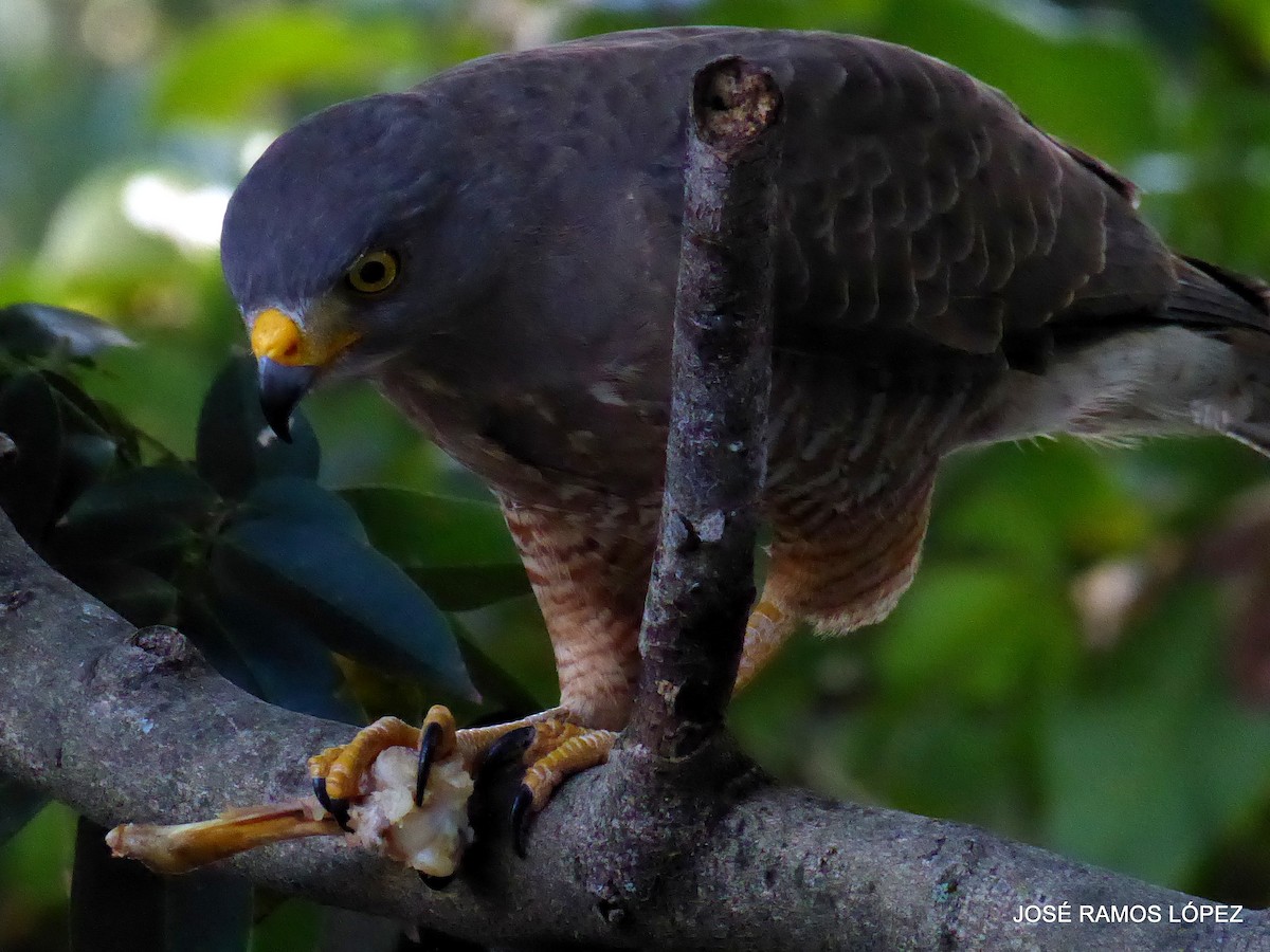 Yol Şahini - ML646404634