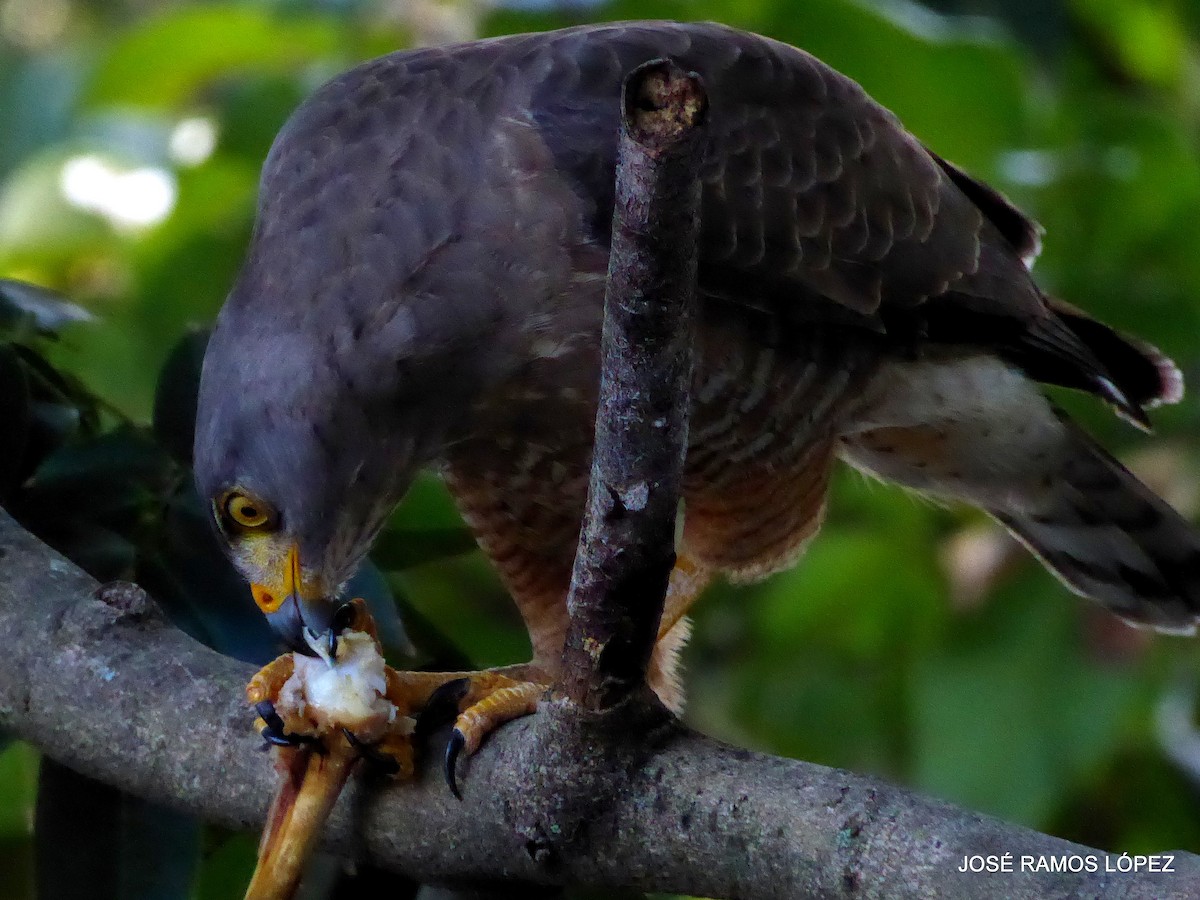 Yol Şahini - ML646404635