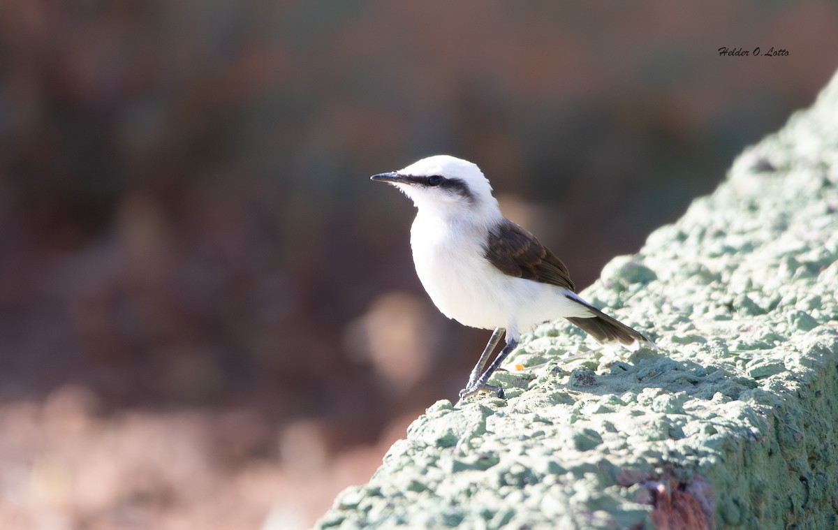 Masked Water-Tyrant - ML646404636