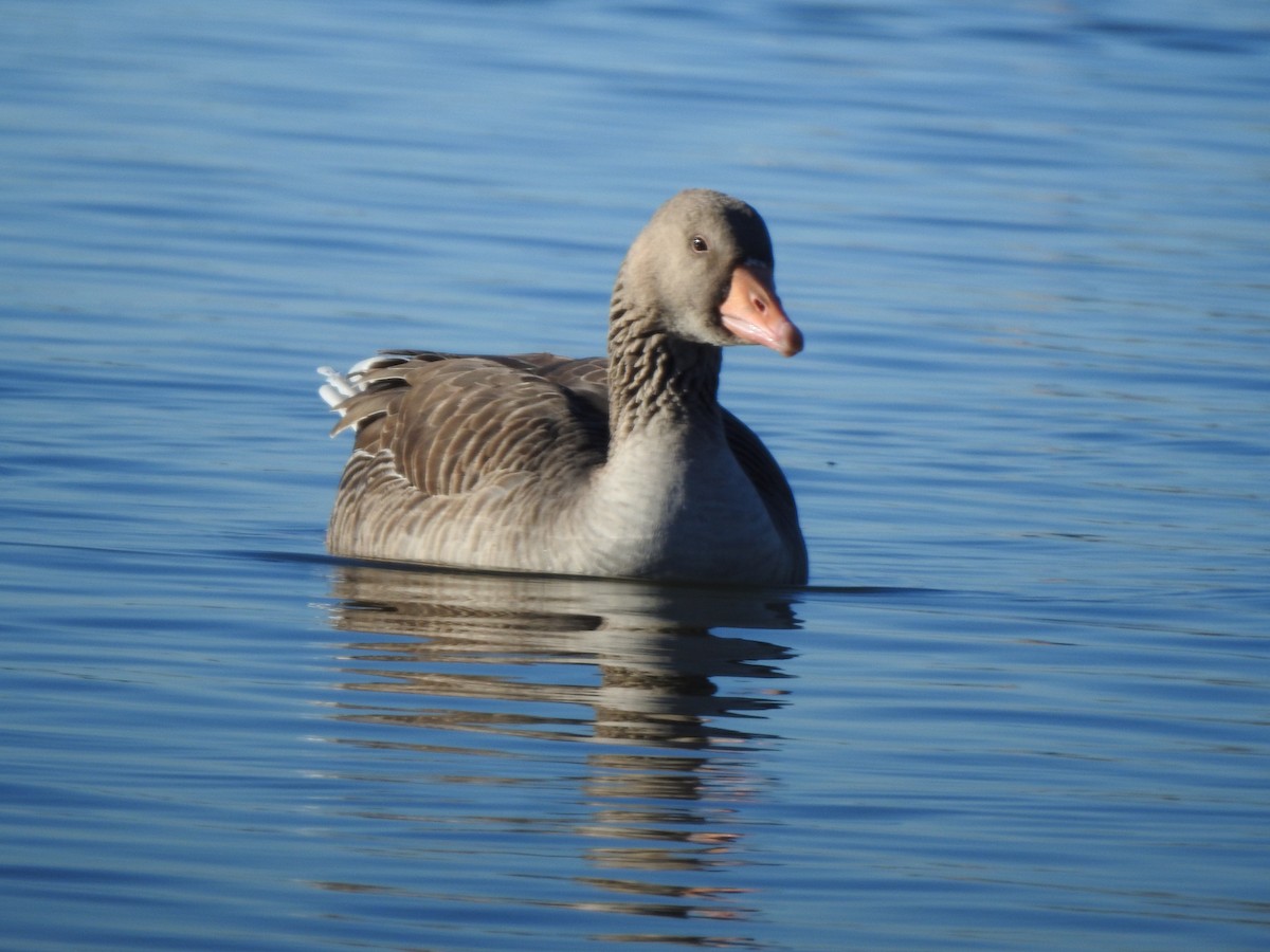 Graylag Goose - ML646404647